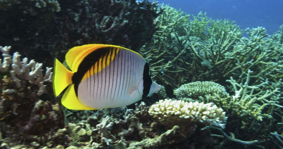 Учени замразиха корали от Големия бариерен риф в Австралия. Според