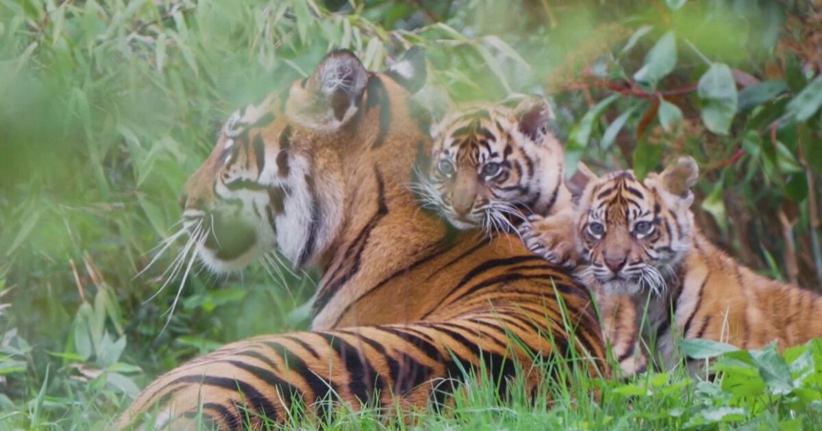 Две суматрански тигърчета близнаци излязоха за първи път от бърлогата