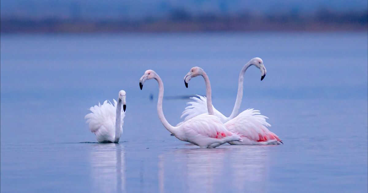 Красивото розово фламинго избяга от Поморийското езеро. Причината не е в