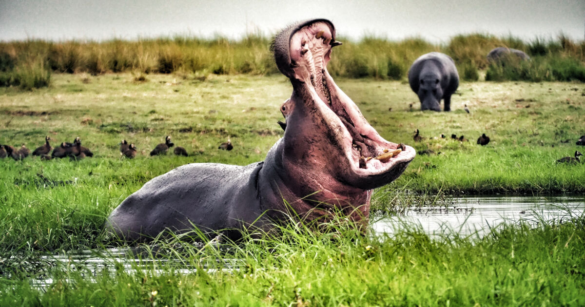 Колумбия ще умъртви част от 166-те хипопотама, чиито предци са