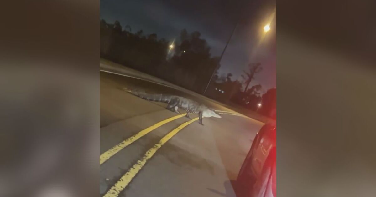 Огромен алигатор се разхожда на улицата в американския щат Луизиана.Животното е