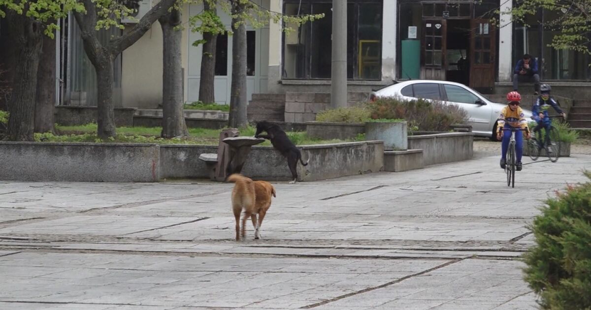 В Каблешково местните жители се притесняват от бездомните кучета, които