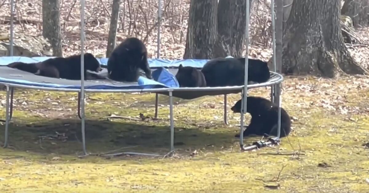 Семейство мечки е проникнало в двора на момиче в Кънектикът.