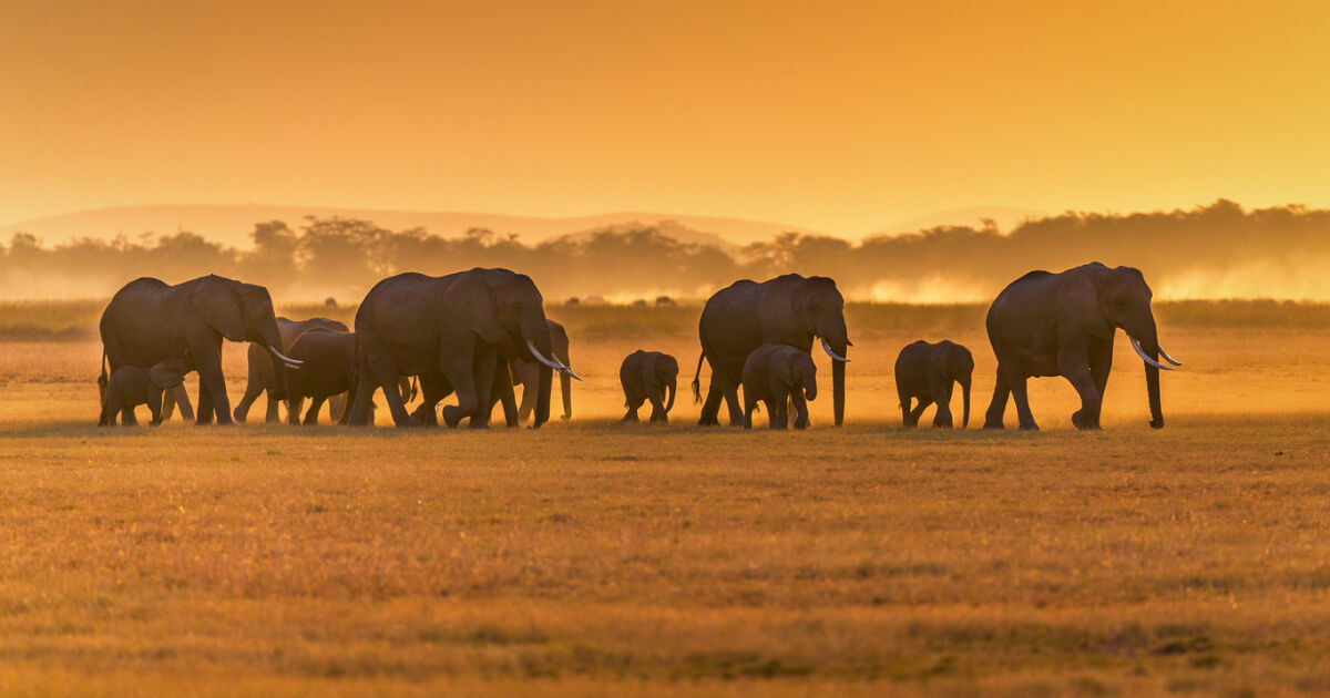 Президентът на Ботсвана заплаши, че ще прати 20 000 слона