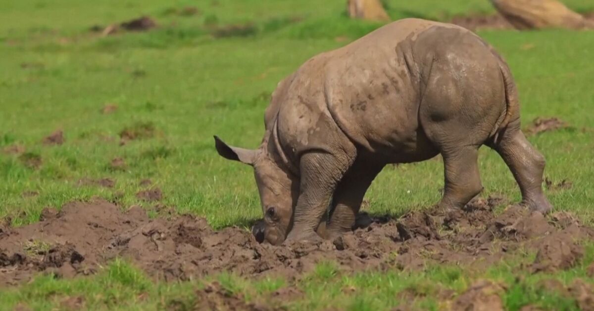 Снимка: 100-килограмово бебе: Новородено носорогче радва посетителите в зоопарка в Лондон