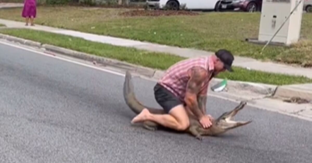 34-годишен мъж залови алигатор пред очите на събралите се хора