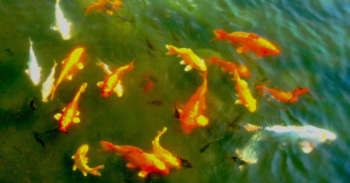 Неизвестен крадец задигна 80 златни рибки от градинско езеро в