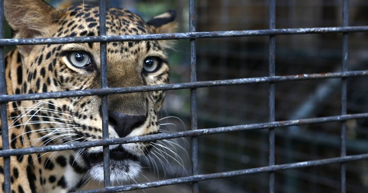 Леопард е избягал от зоопарка в Стара Загора. Посетители са