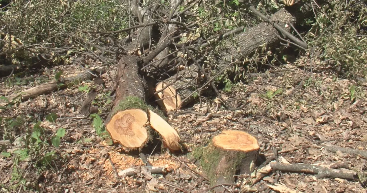Проверки за незаконна сеч в пет общини в област Стара
