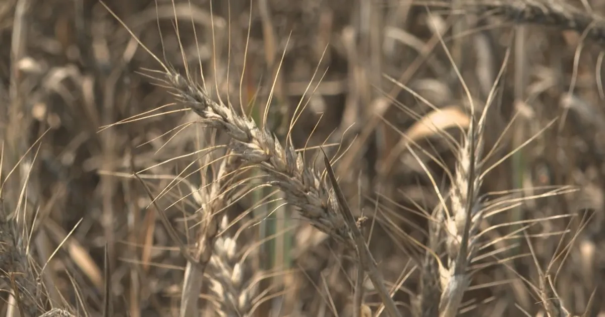 Русия възобновява участието си в инициативата за превоз на зърно