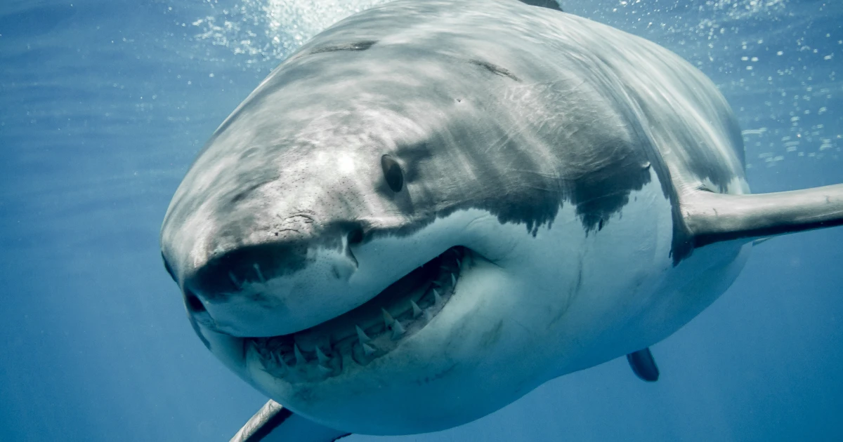 Пътник на американски круизен кораб беше убит от акула, докато