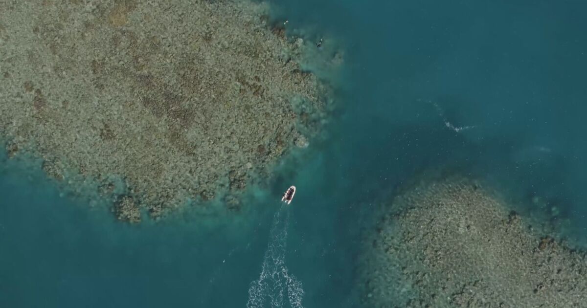 Големият бариерен риф вече не е в опасност. Комитетът за