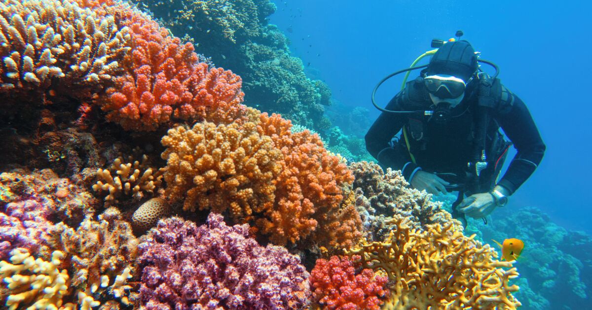 Учени с нов проект за възстановяване на кораловите рифове отвъд