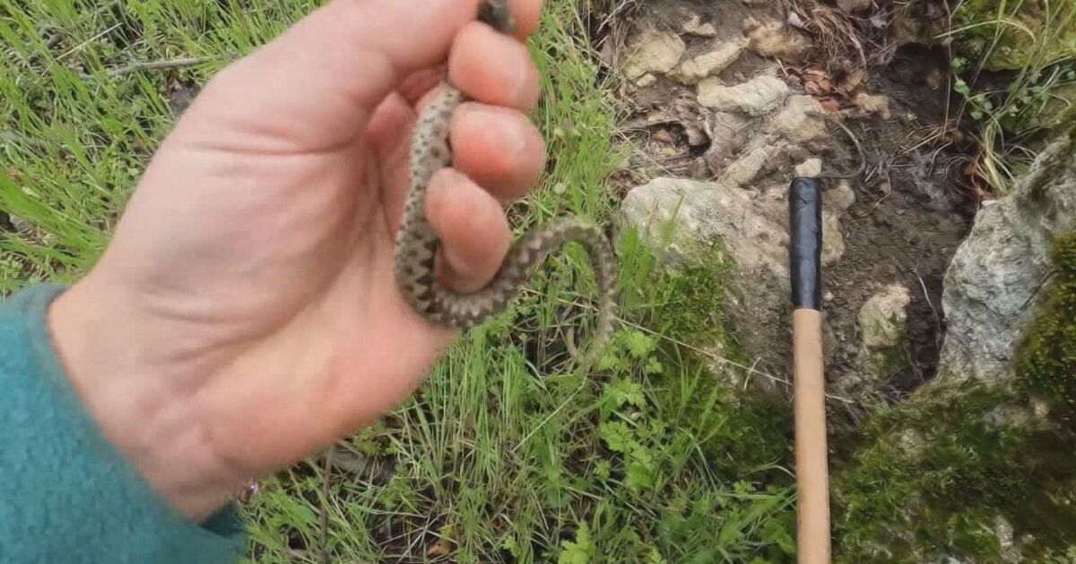 Ловец на змии – това е необичайното хоби на един