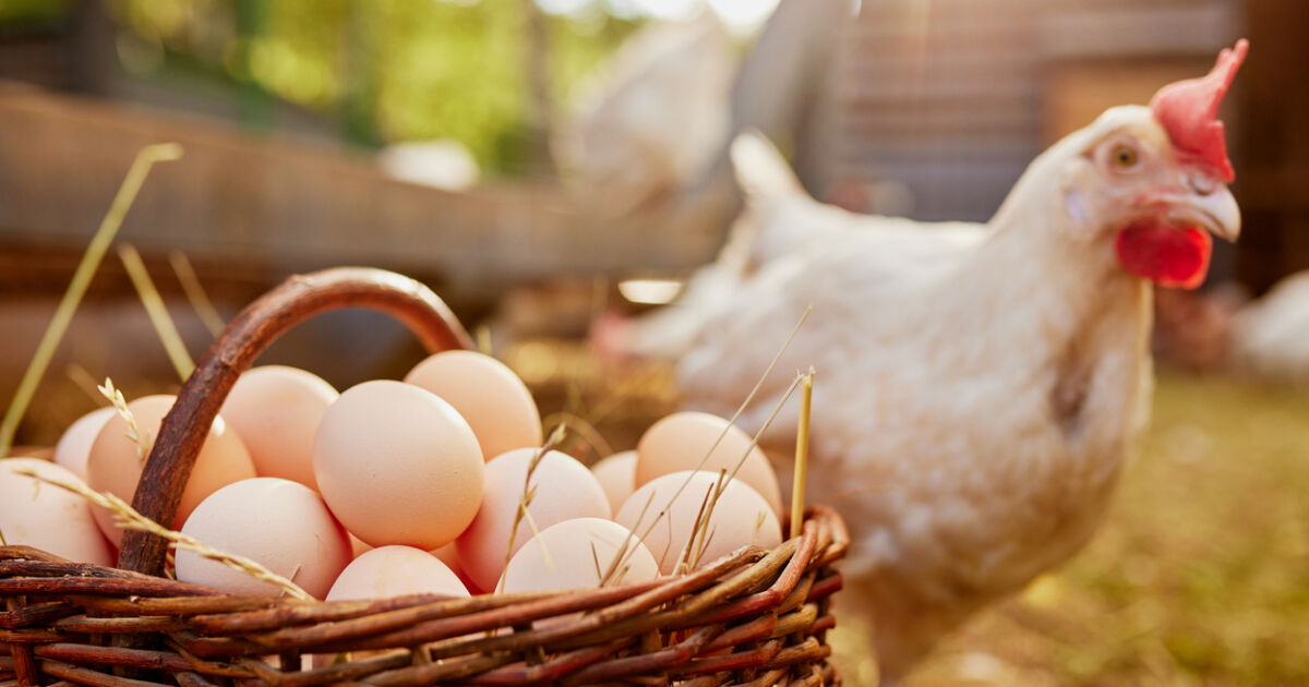 По-скъпо родно производство – яйца и пилешко месо, в сравнение с