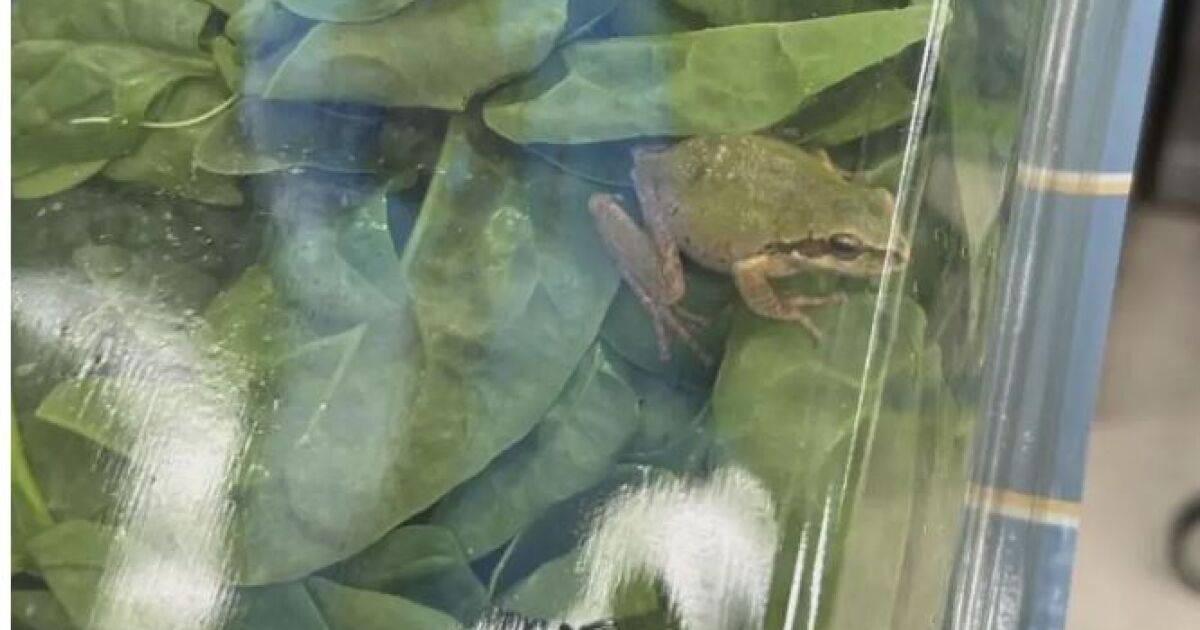Жена откри жива жаба в пакет със спанак, който за