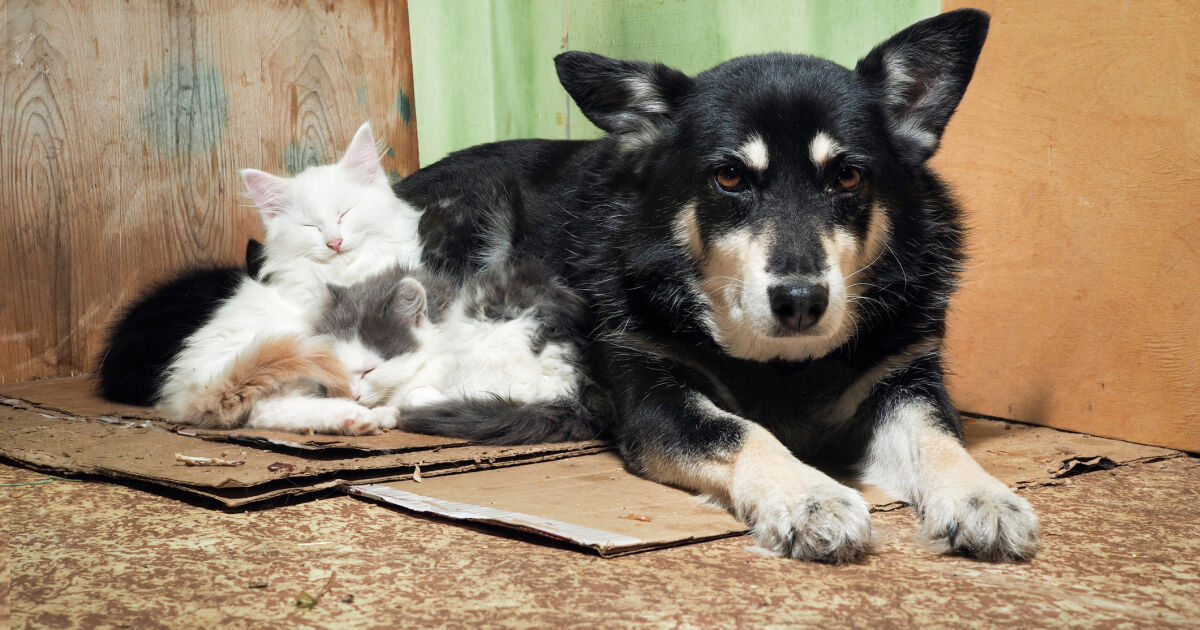 На 19 август се отбелязва Международният ден на бездомните животни