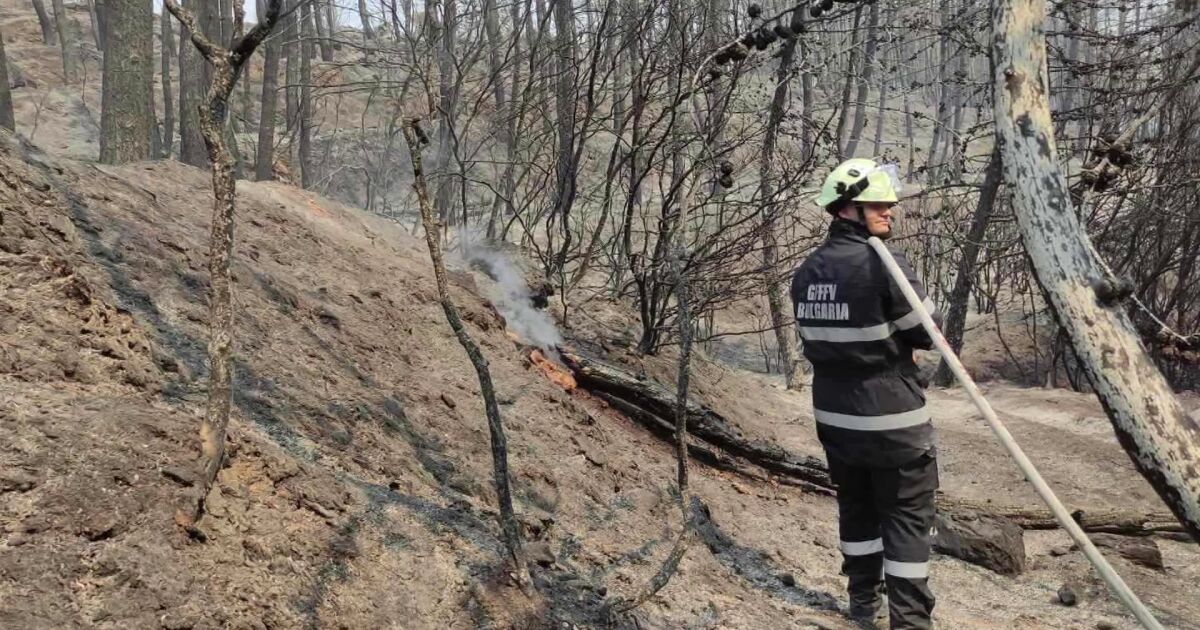 Продължава борбата с големия горски пожар в гръцкия национален парк