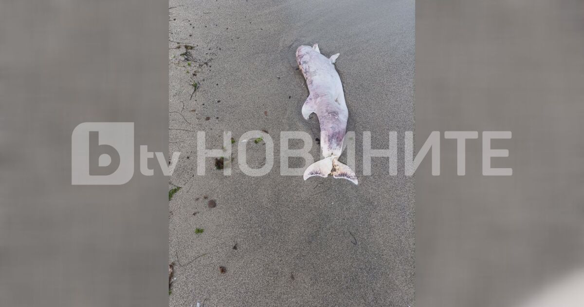 Тялото на мъртъв делфин изхвърли морето на плаж в Ахелой. За