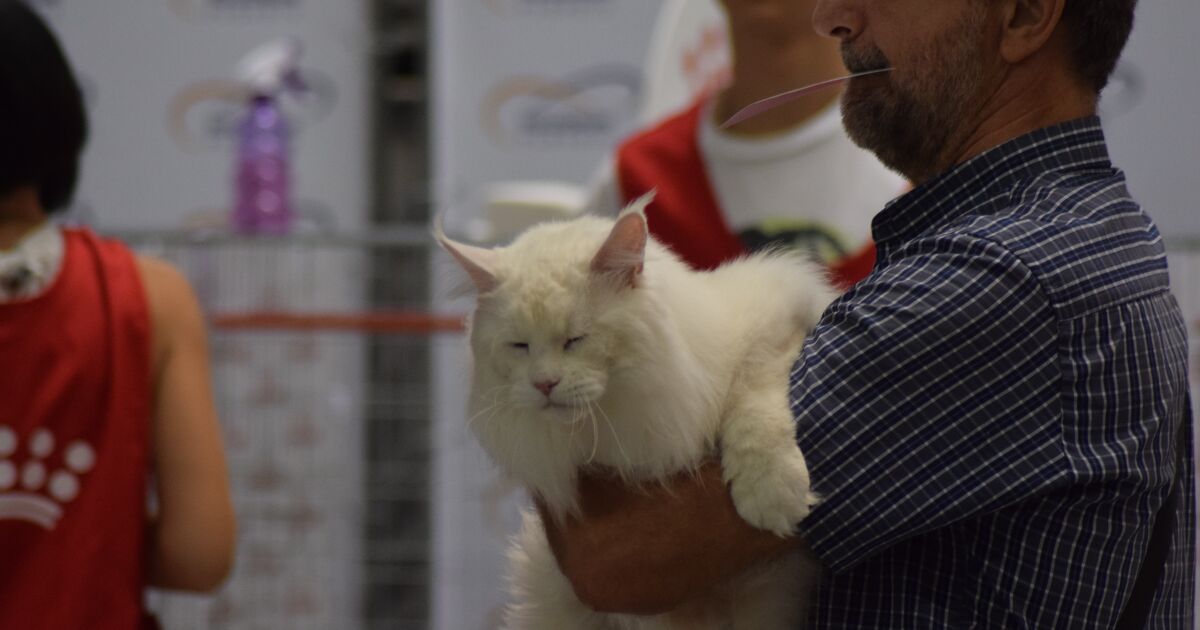 В разгара на лятото се проведе международна изложба на котки