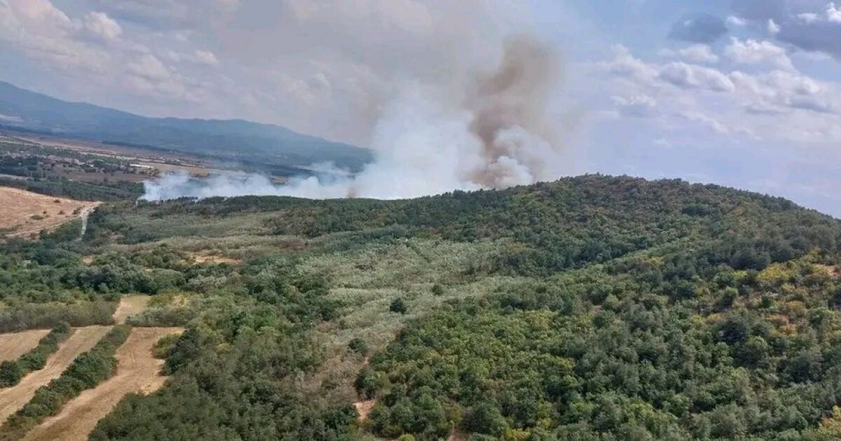 Пожар гори в борова гора в землището на село Михилци,
