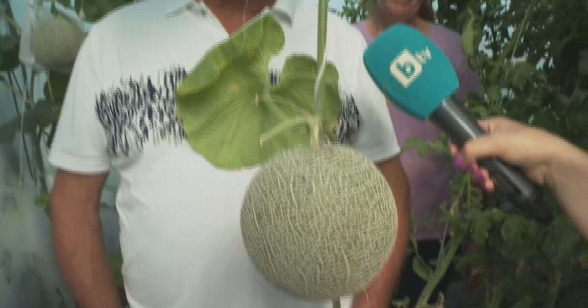 Продадоха най-скъпия пъпеш у нас. Японския сорт Юбари беше пуснат