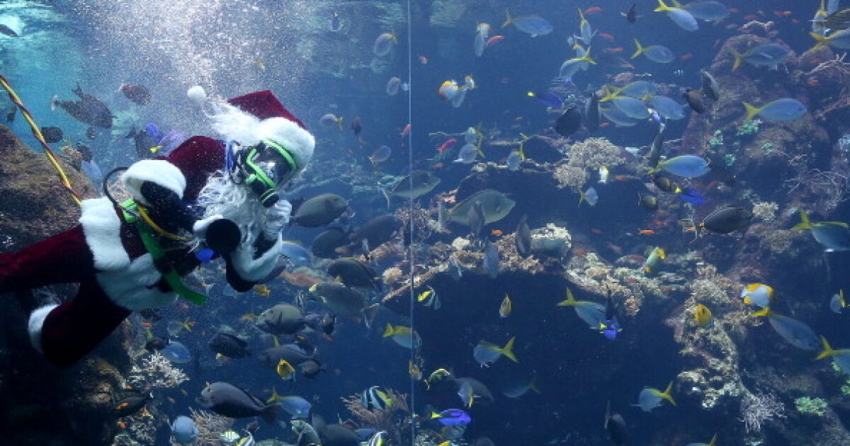 Водолази празнуват Коледа под вода, облечени като Дядо Коледа. Те ще