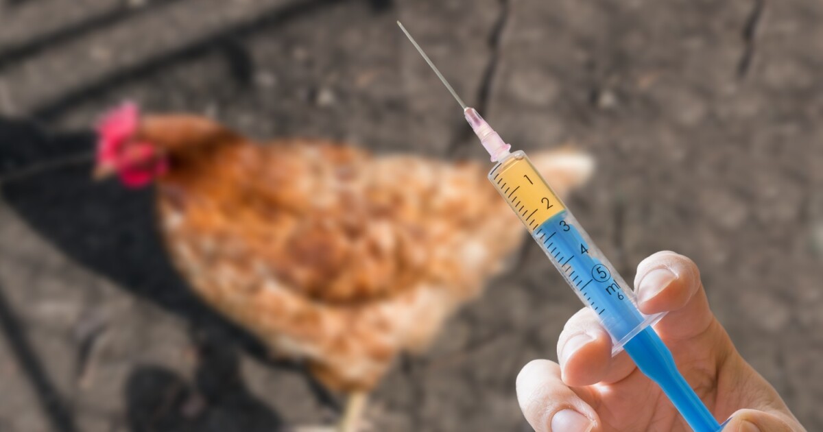 Откриха огнище на птичи грип (Инфлуенца А) в с. Главиница,