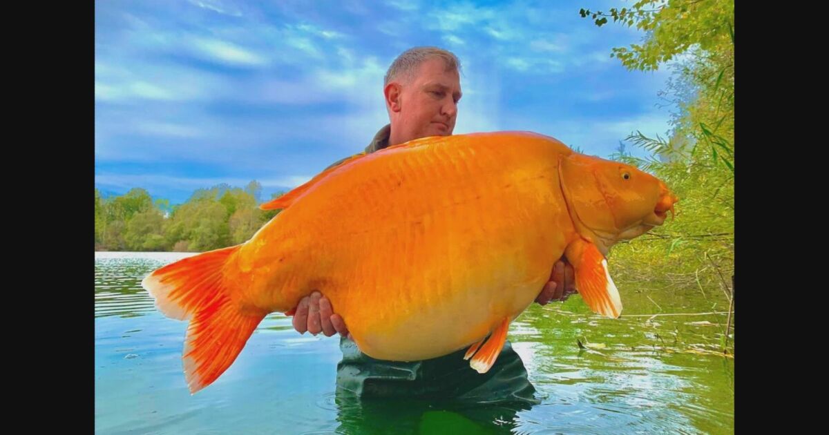 Уловиха най-голямата златна рибка. Британският рибар Анди Хакет улавя 30-килограмовата