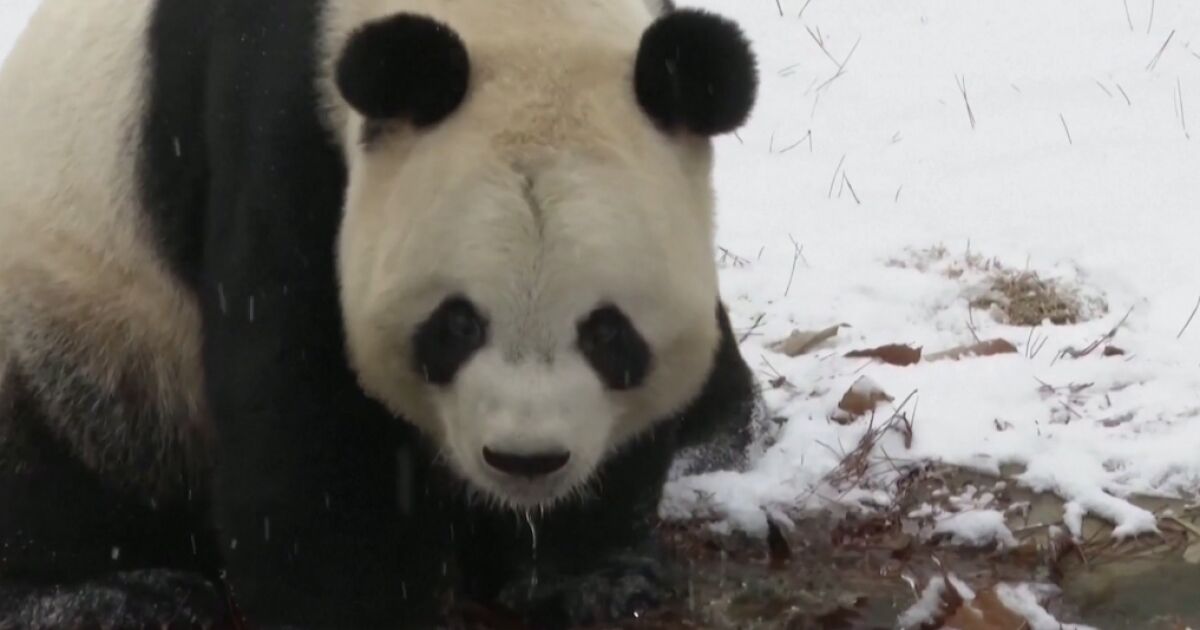 Първият сняг предизвика истинска радост сред пандите в китайски зоопарк.Животните