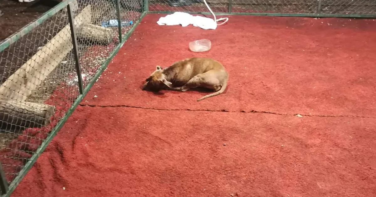 Арестуваха участници в и залагания край Панагюрище. Битките са се