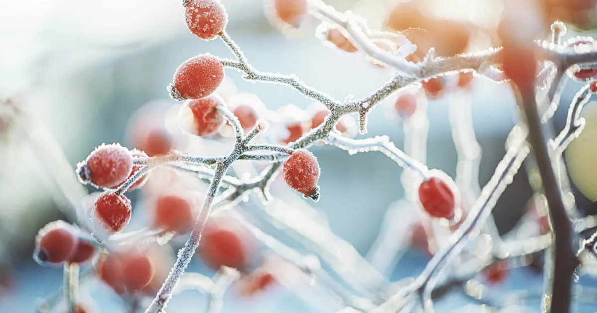 Сняг ще има още тази вечер, а температурите рязко ще