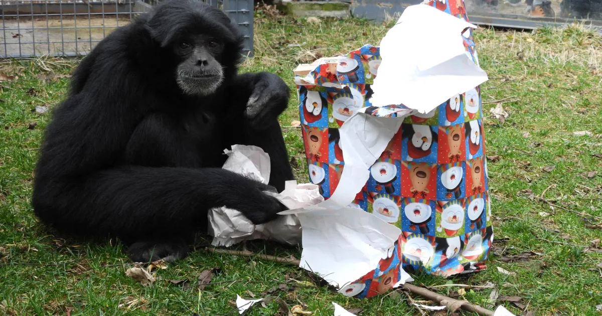 Коледният дух витае в Софийския зоопарк. Най-любимите обитатели – маймуните
