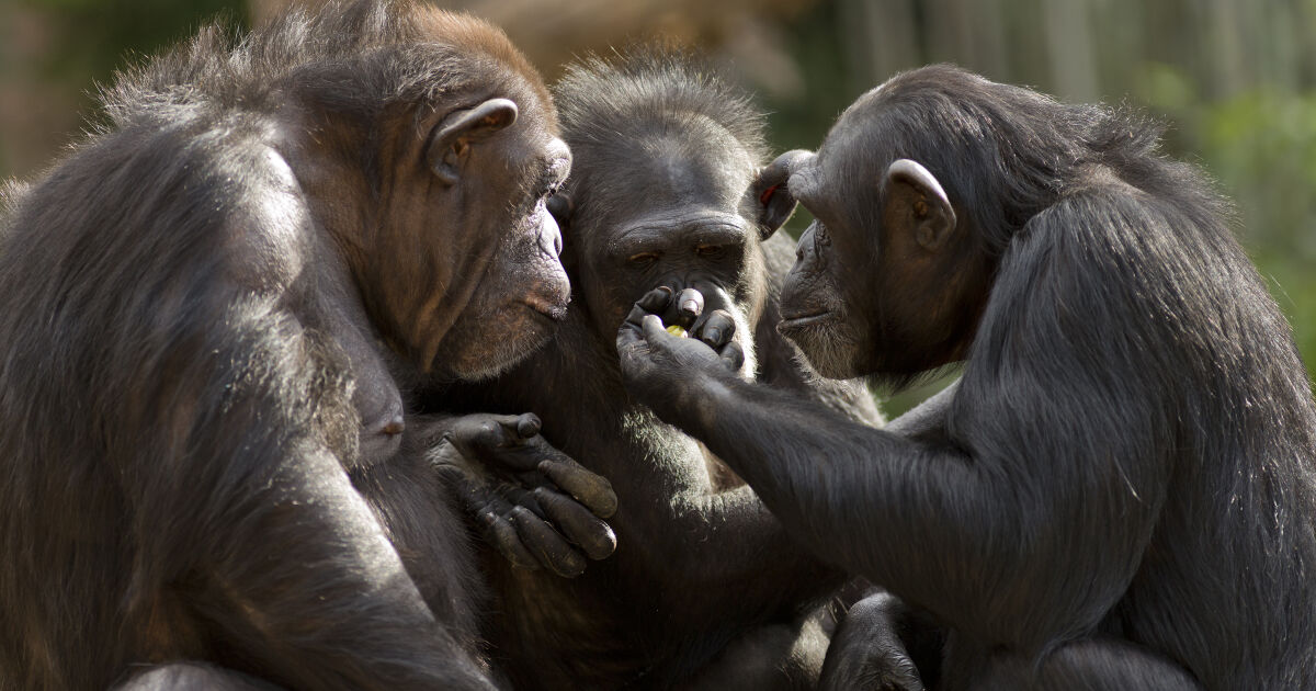 Зоологическа градина в Швеция застреля три избягали шимпанзета, а четвърти