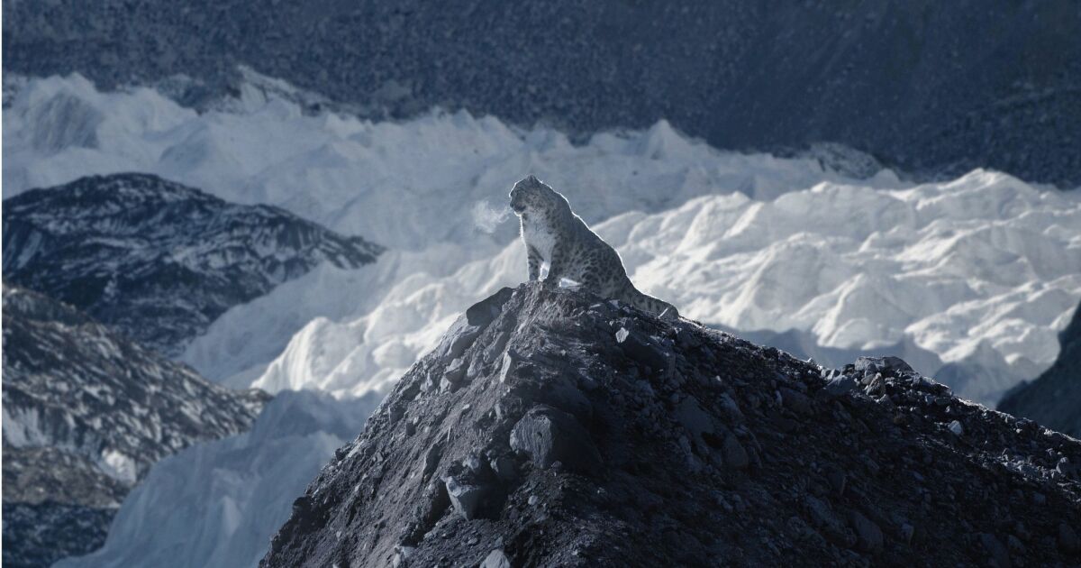 Фотографии на рядък снежен леопард на фона на връх Еверест,