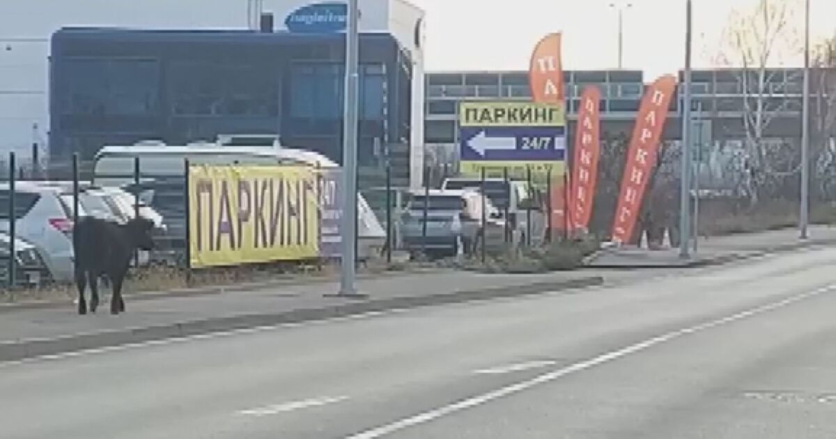 Крави по оживения столичен булевард Брюксел по пътя за летището.