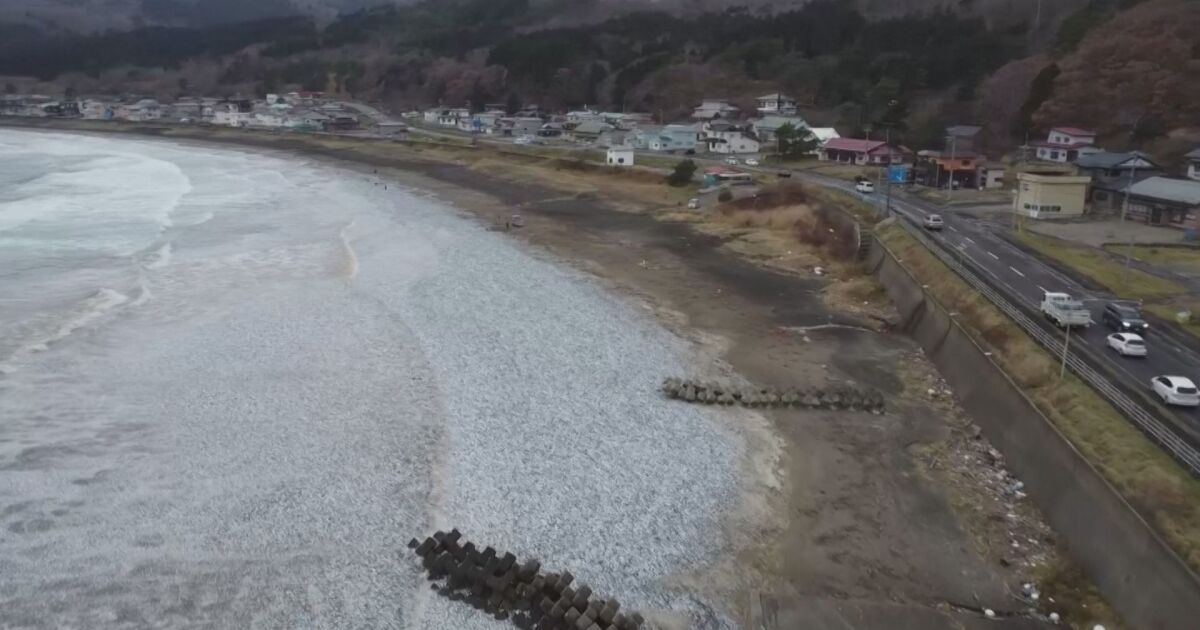 Тонове мъртва риба е изхвърлена край бреговете на Хакодате, Япония. Рибата