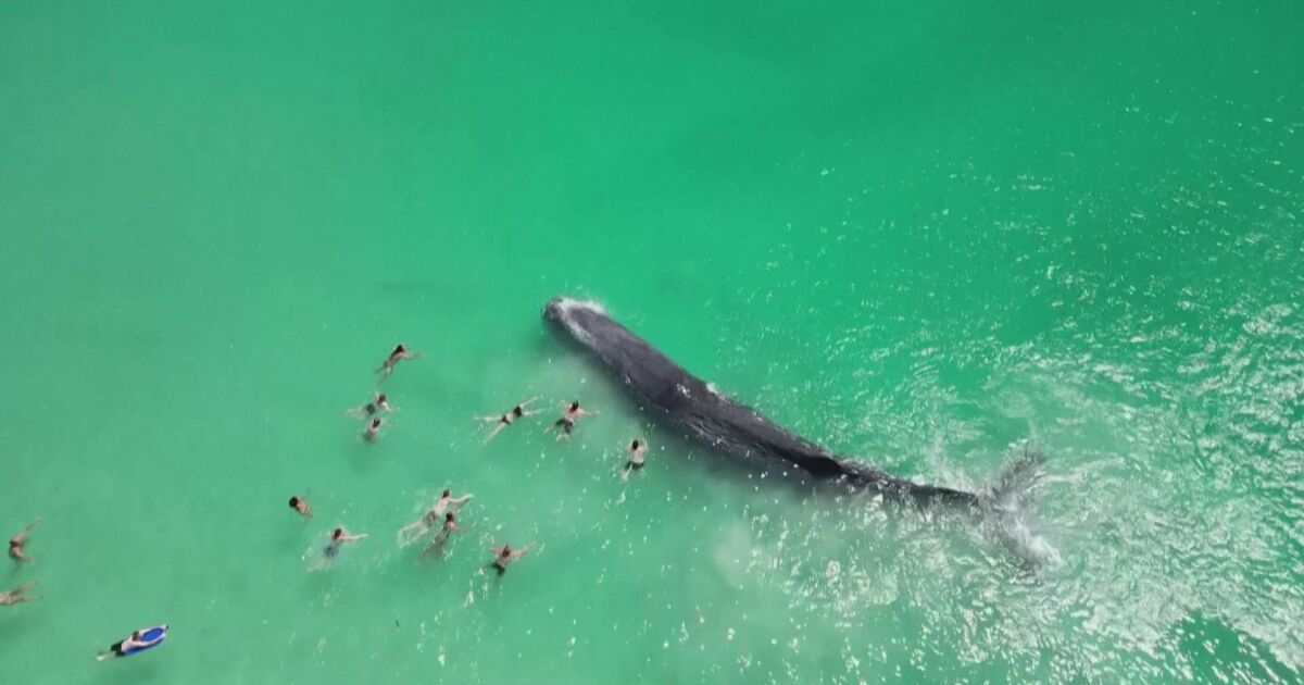 Огромен кит се приближи необичайно близо до плаж в Пърт,