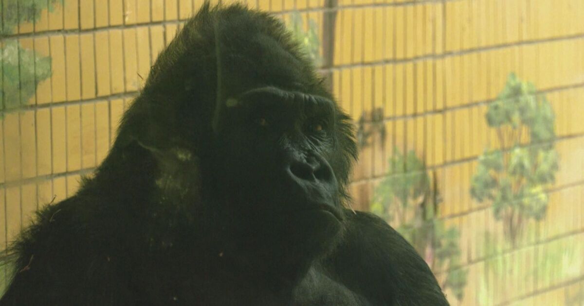 48-годишният Тони е единствената горила в зологическата градина в Киев.