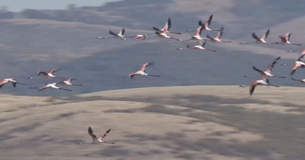 От няколко години цели колонии от розово фламинго избраха езерата