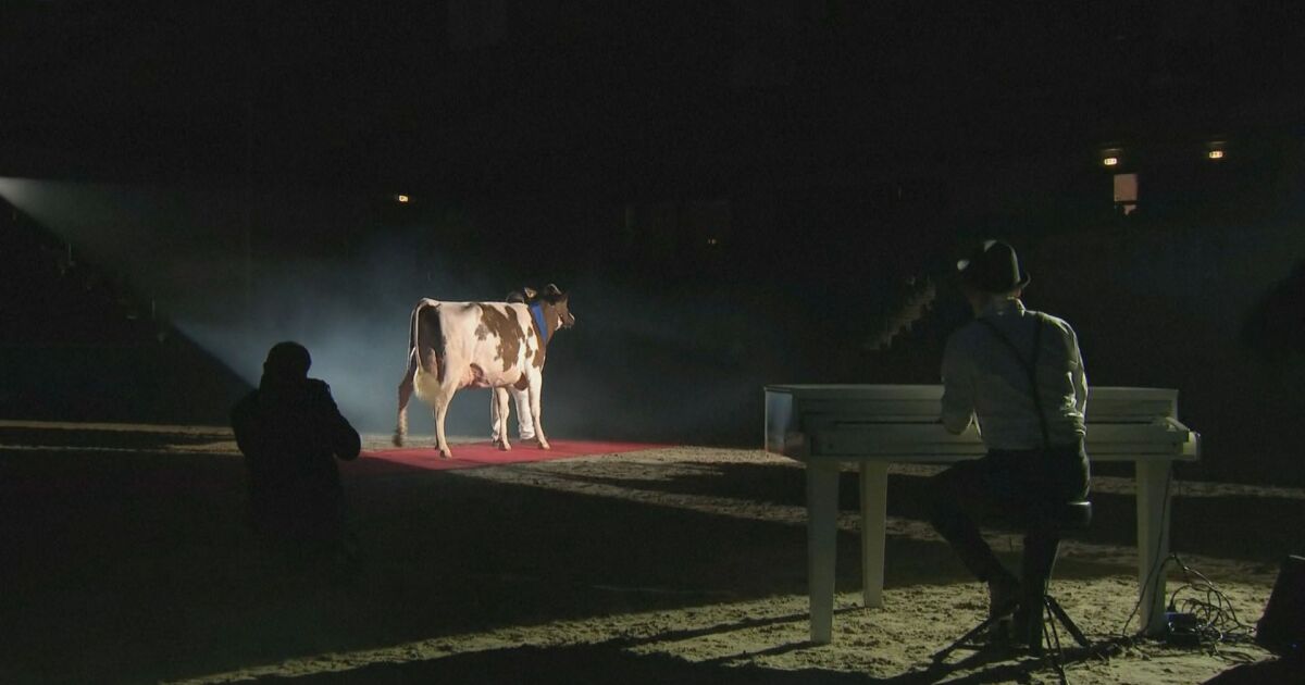 В Германия се проведе традиционният конкурс за най-красива крава. Чифтокопитните