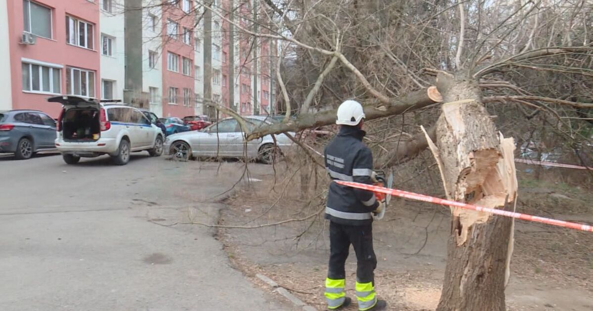 Силният вятър събори дървета и причини щети в София. Аварийните