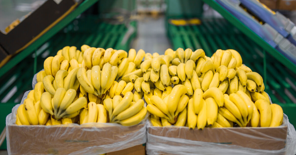 Полицията в Еквадор откри почти 8,8 тона в пратка банани,