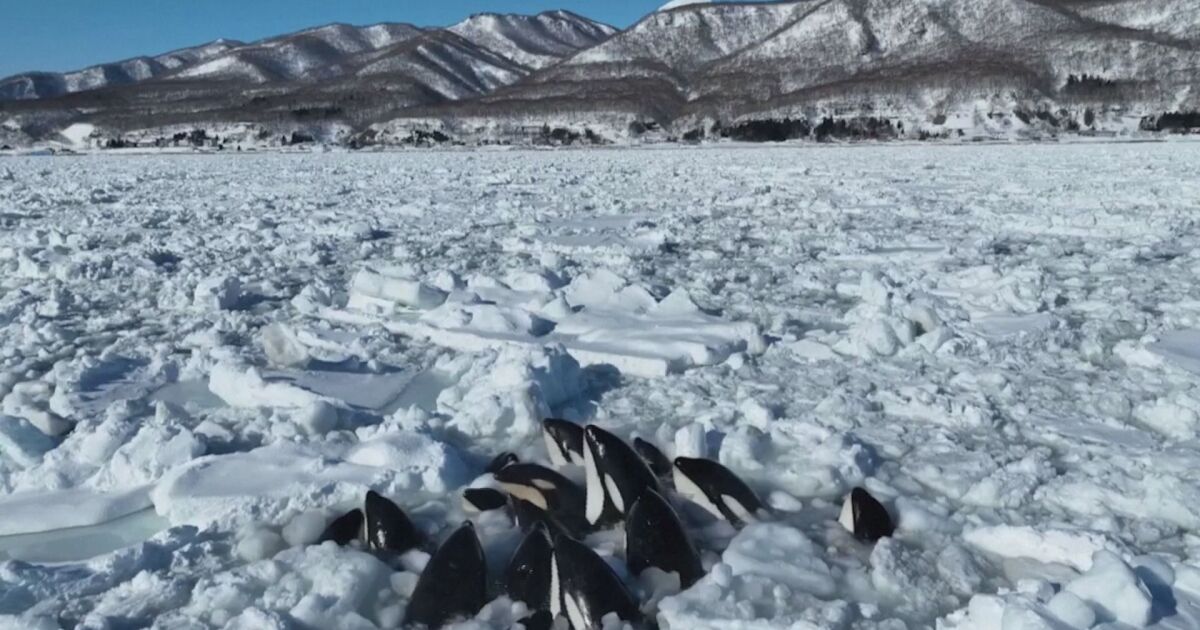 Група косатки беше хваната в капан в плаващ лед край