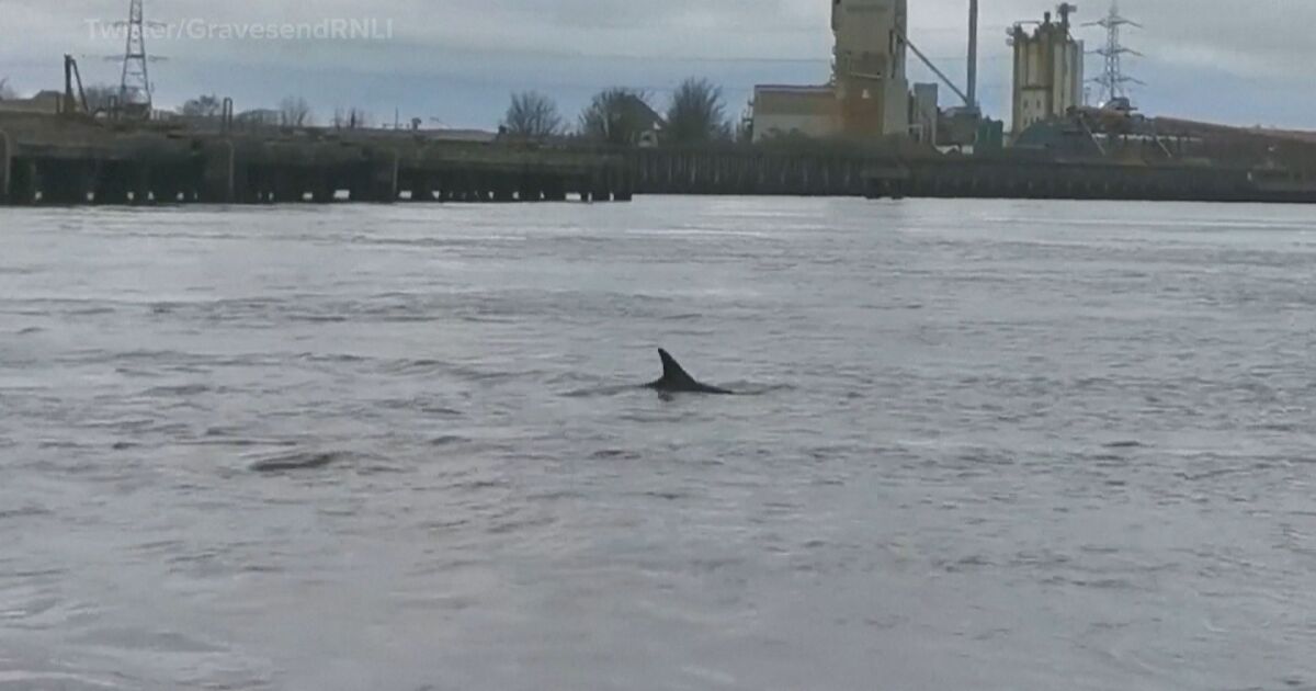 В река Темза отново са забелязани делфини - този път