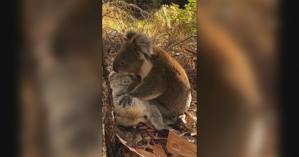Появиха се сърцераздирателни кадри на коала, която скърби за смъртта