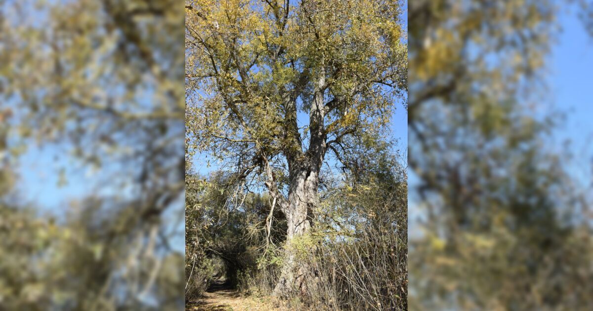 Министърът на околната среда и водите Манол Генов обяви за