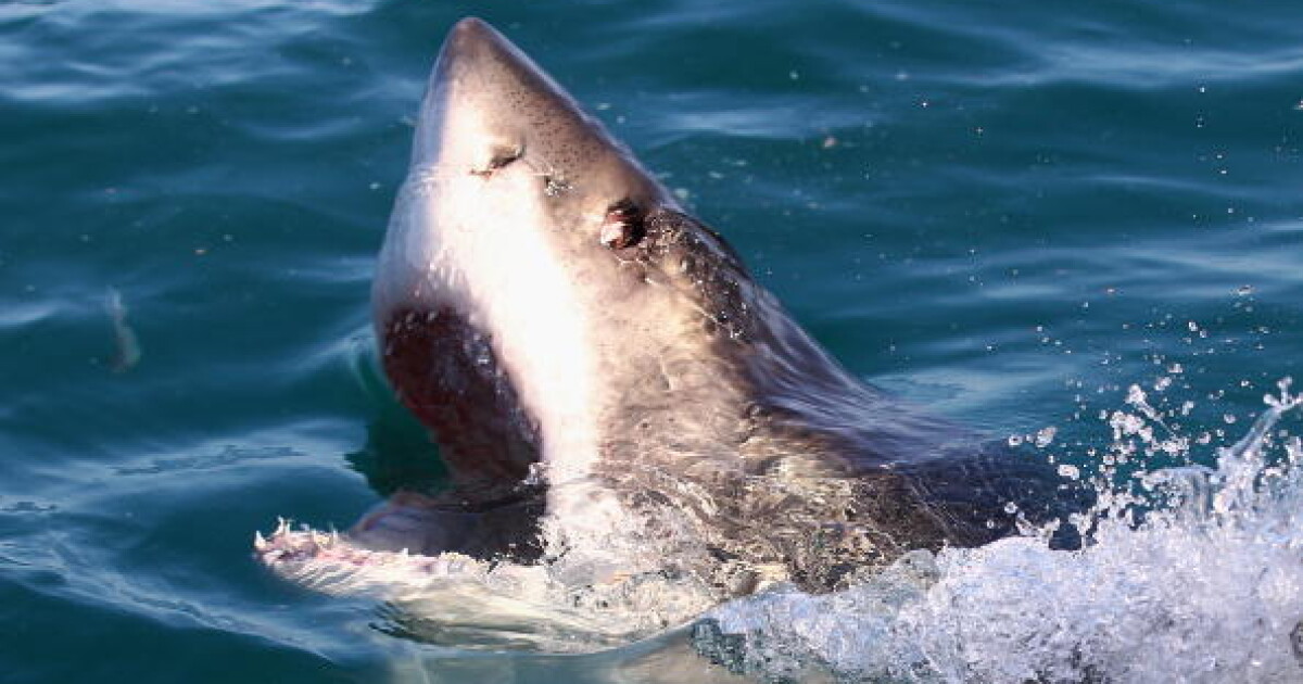 64-годишен британец е тежко ранен след нападение от акула. Иницентът