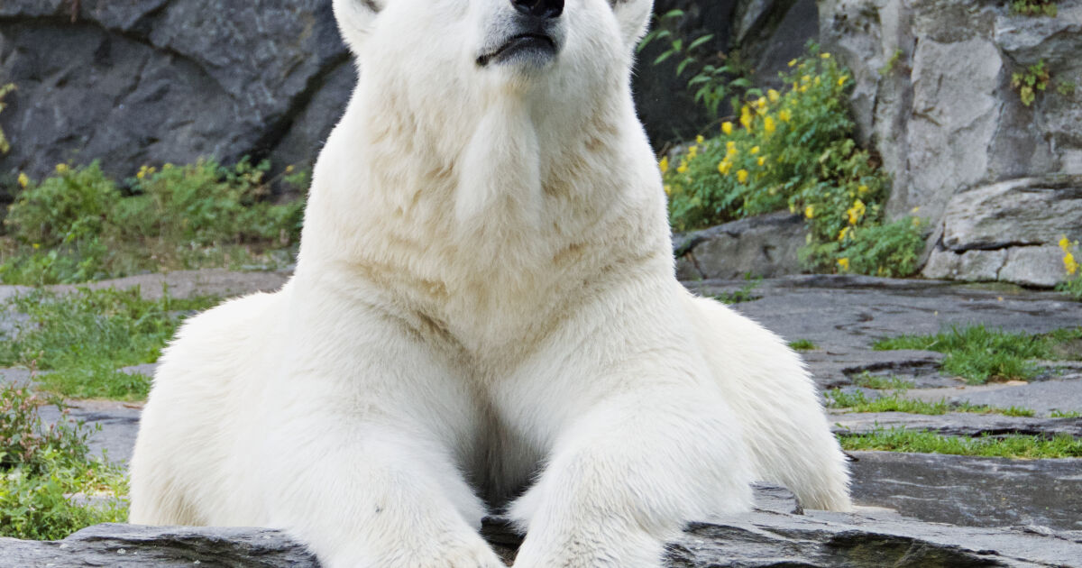 Бяла мечка жена и момче в Аляска, съобщи Би Би