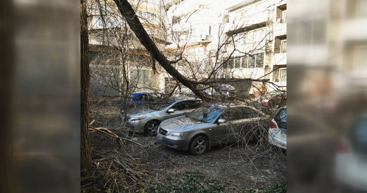 Силният вятър в Пловдив събори дърво, което е паднало върху